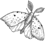 Leaf Moth